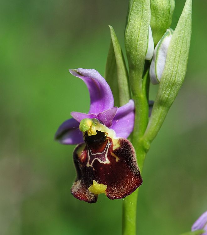 Ophrys molisane